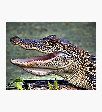 Gator Photographic Print