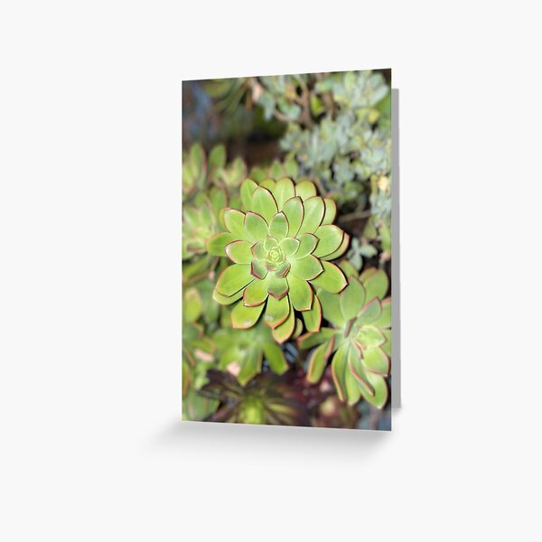 Perfection Succulent Greeting Card