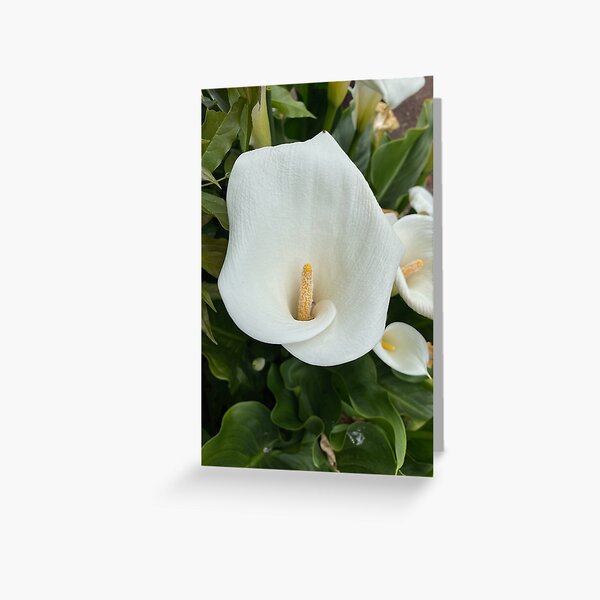 Calla Lily Love Greeting Card