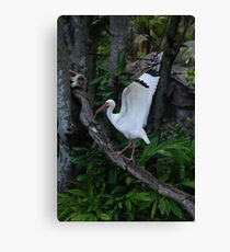 White Crane Canvas Print