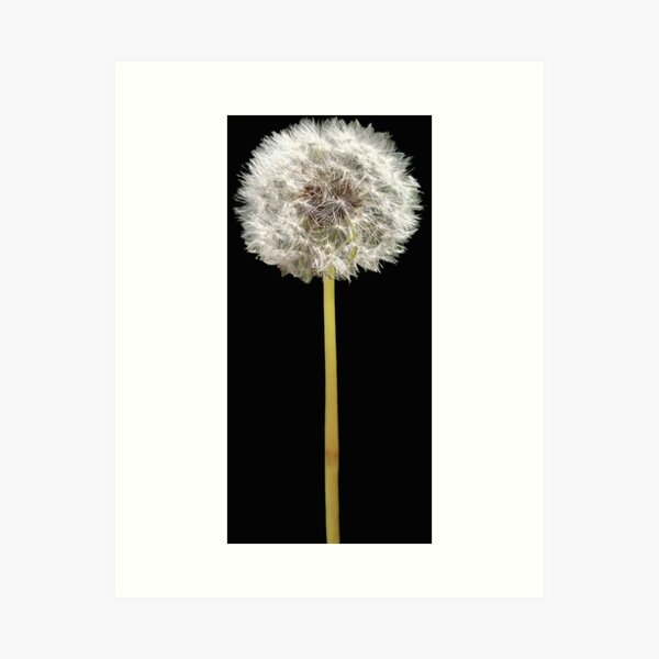 Item preview, Make a Wish by Adelaide artist Avril Thomas at Magpie Springs designed and sold by MagpieSprings.