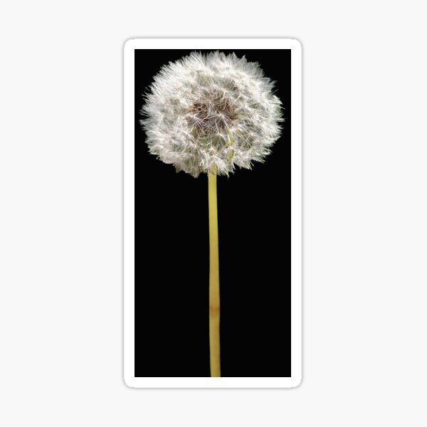 Item preview, Make a Wish by Adelaide artist Avril Thomas at Magpie Springs designed and sold by MagpieSprings.
