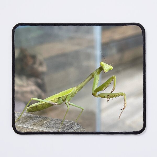 Item preview, Praying Mantis  designed and sold by RayRaysX2.