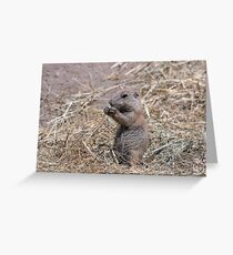 prairie dog eats food wildlife Greeting Card