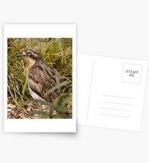 Bush Thick Knee Postcards