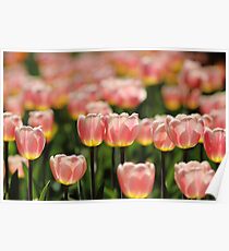 Tulips Poster