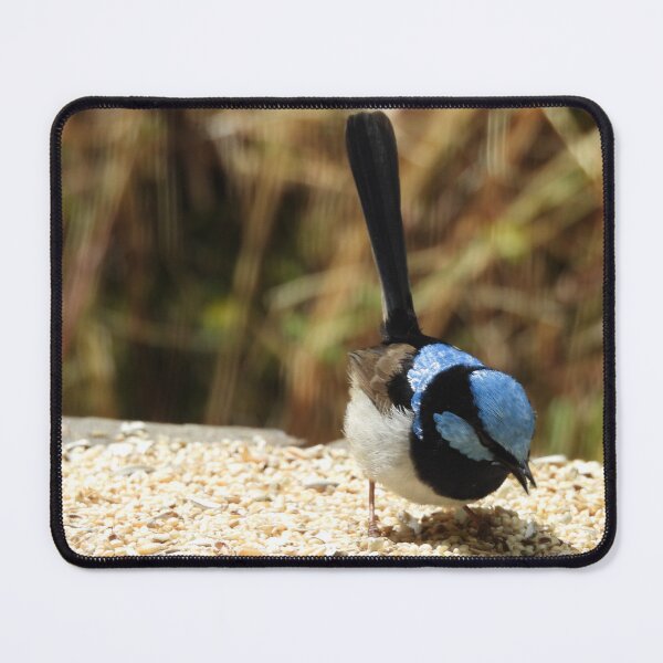Item preview, Superb Fairywren in Norton Summit designed and sold by Claire L Page Photography.