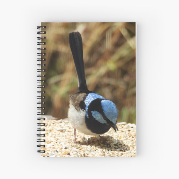 Item preview, Superb Fairywren in Norton Summit designed and sold by Claire L Page Photography.