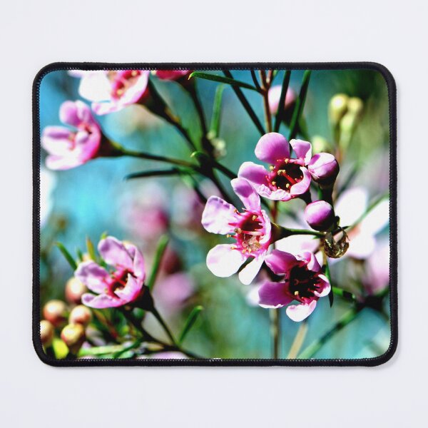 Item preview, Pink Flowers of an Australian Geraldton cultivar, CWA pink Western Australia designed and sold by CyberArtistOne.