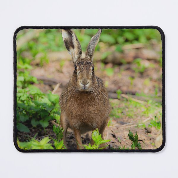 Item preview, Brown Hare designed and sold by MTPhotos1406.