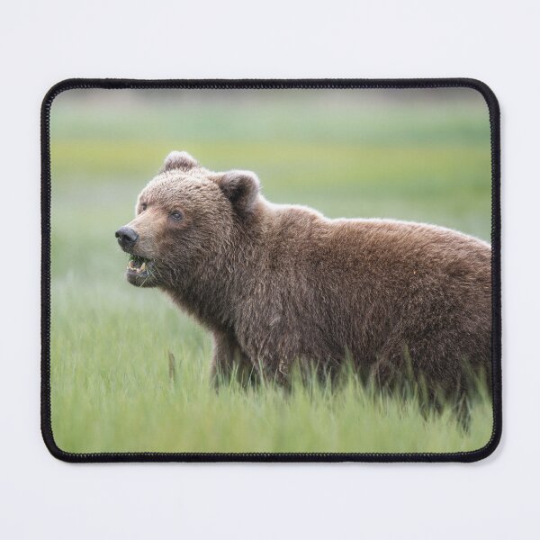 Item preview, Brown Bear in the Sedge Grass Meadow Alaska designed and sold by PhotoArt by Joan Carroll.