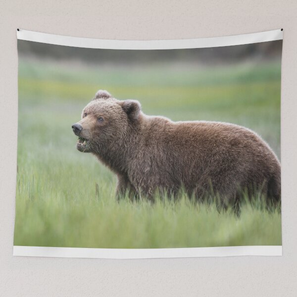 Item preview, Brown Bear in the Sedge Grass Meadow Alaska designed and sold by PhotoArt by Joan Carroll.
