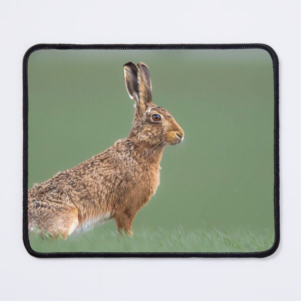 Item preview, Brown Hare designed and sold by MTPhotos1406.