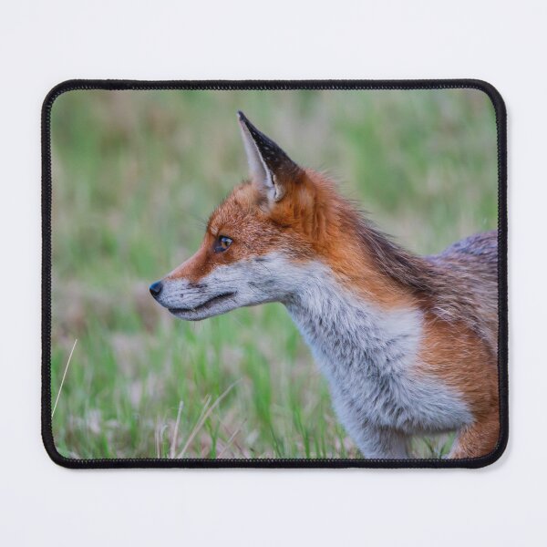 Artikelvorschau, Fuchs entworfen und verkauft von MTPhotos1406.