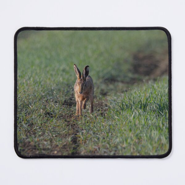 Item preview, Brown Hare designed and sold by MTPhotos1406.