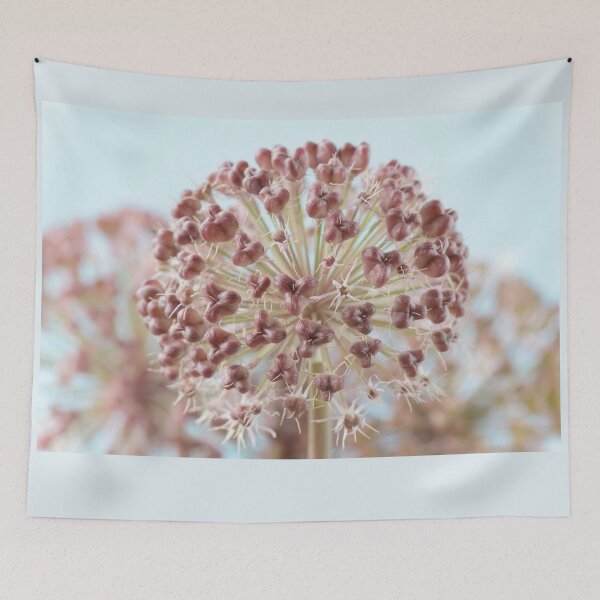 Item preview, Allium karataviense   AGM  Kara Tau garlic  Seed heads  designed and sold by Chris Burrows.