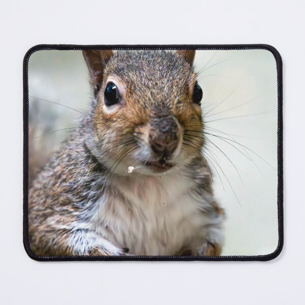 Item preview, Squirrel designed and sold by MTPhotos1406.