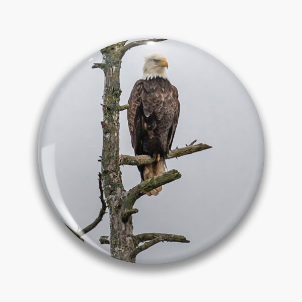 Item preview, Perched bald eagle  designed and sold by Declanharper.