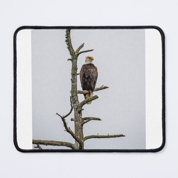 Item preview, Perched bald eagle  designed and sold by Declanharper.