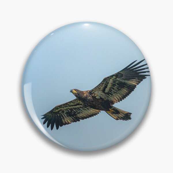 Item preview, Juvenile bald eagle in flight  designed and sold by Declanharper.