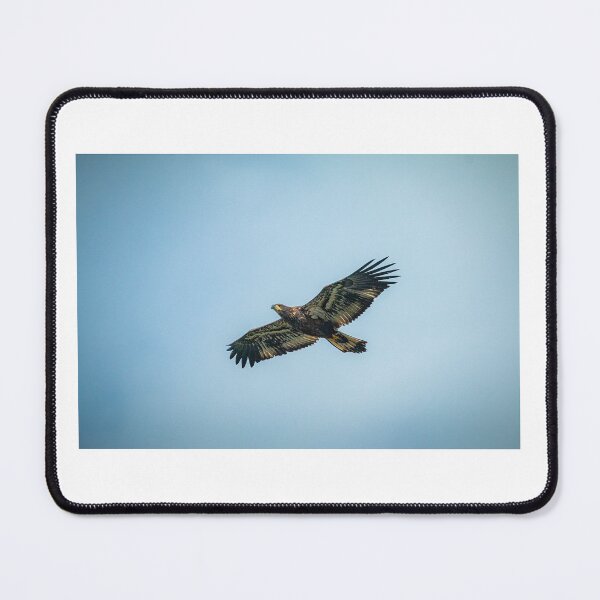 Item preview, Juvenile bald eagle in flight designed and sold by Declanharper.