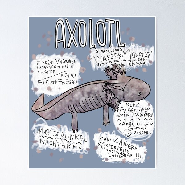 Poster, Wissenswertes über Axolotl, Fun Facts Axolotl, deutsch von badlydrawnbabe