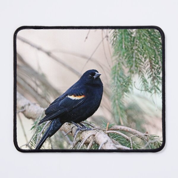 Item preview, Red Winged Blackbird In The Spruce designed and sold by Deb Oppermann.