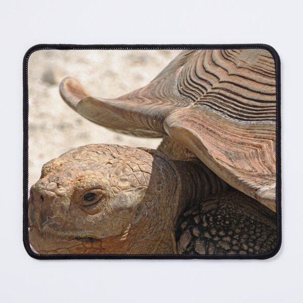 Item preview, Aldabra Tortoise designed and sold by Debbie Oppermann.
