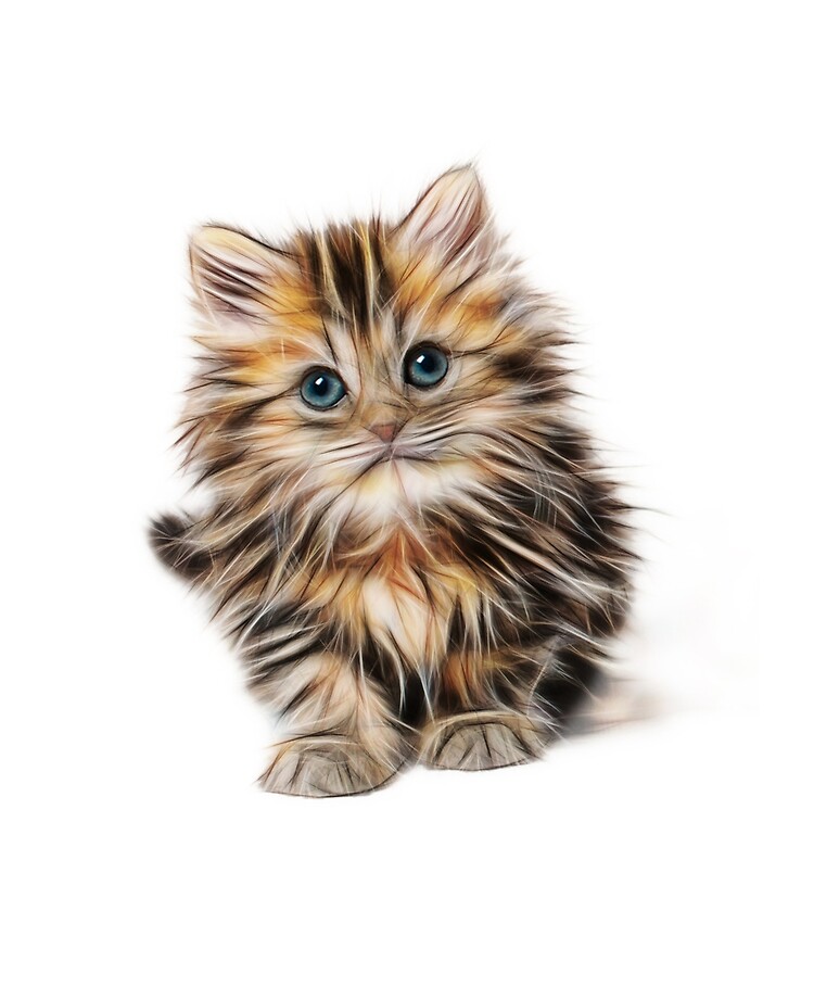 fluffy kittens