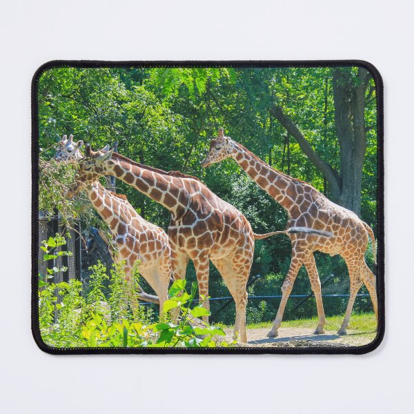 Item preview, Brookfield Zoo Giraffes 02 designed and sold by Thomas Halouva.