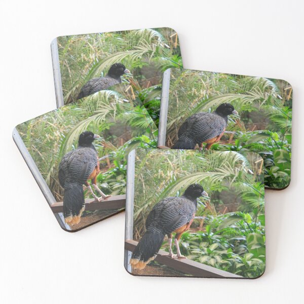 Item preview, Brookfield Zoo Blue-billed Curassow designed and sold by Thomas Halouva.