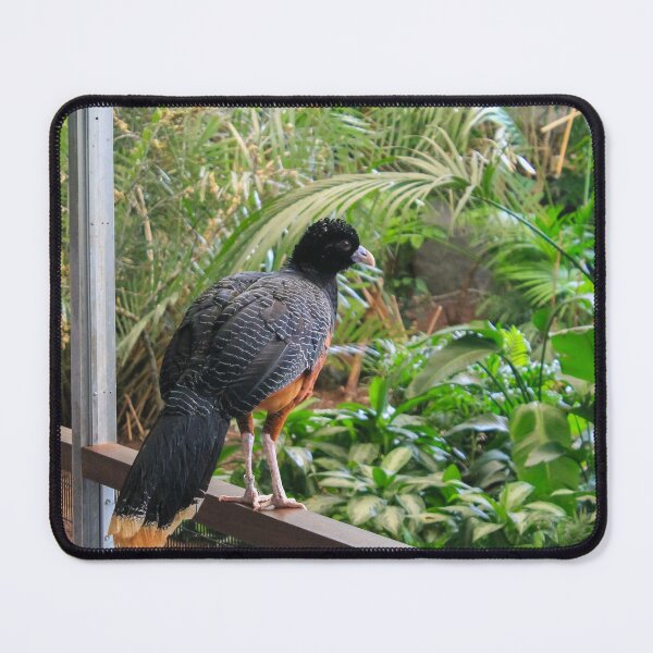 Item preview, Brookfield Zoo Blue-billed Curassow designed and sold by Thomas Halouva.