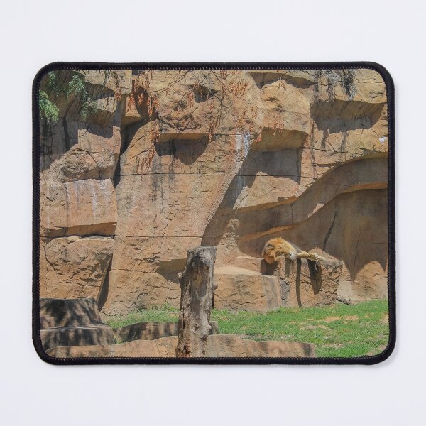 Item preview, Brookfield Zoo Lion designed and sold by Thomas Halouva.