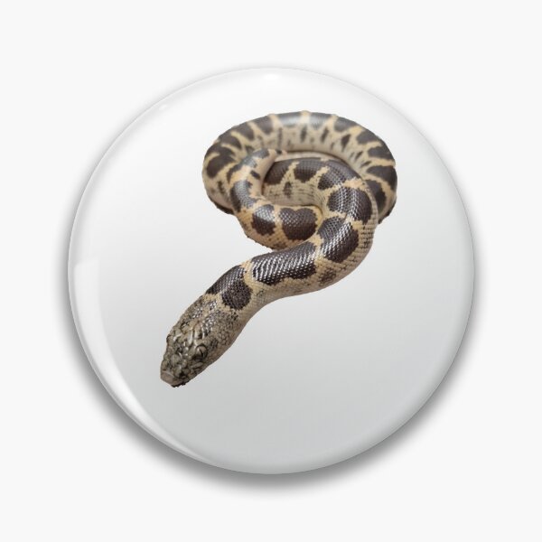 Item preview, Cassie the Saharan Sand Boa designed and sold by thereptilenook.