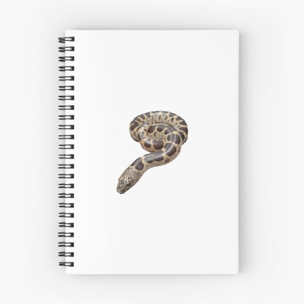 Item preview, Cassie the Saharan Sand Boa designed and sold by thereptilenook.