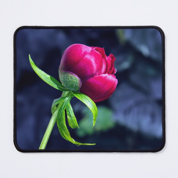 Item preview, single red peony rose on velvet designed and sold by Tom McPherson Photography.