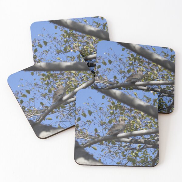 Item preview, A Zenaida macroura in a tree designed and sold by John Jacob Jingleheimer Schmidt.