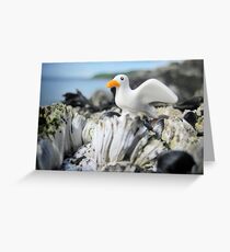 Sea-stuff Greeting Card