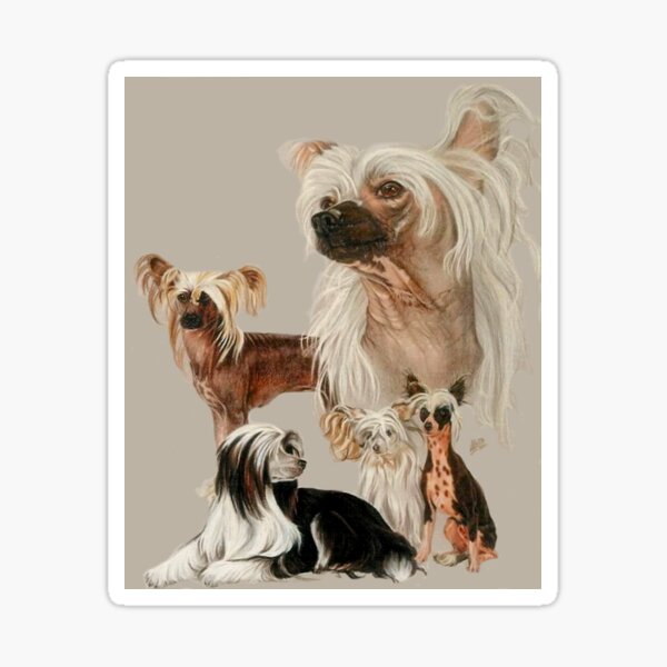 Artikel-Vorschau von Chinesischer Schopfhund und Powderpuff Gallimaufry, designt und verkauft von BarbBarcikKeith.