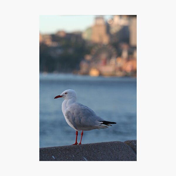 Artikelvorschau, Seagull on harbour entworfen und verkauft von Rick Fin.