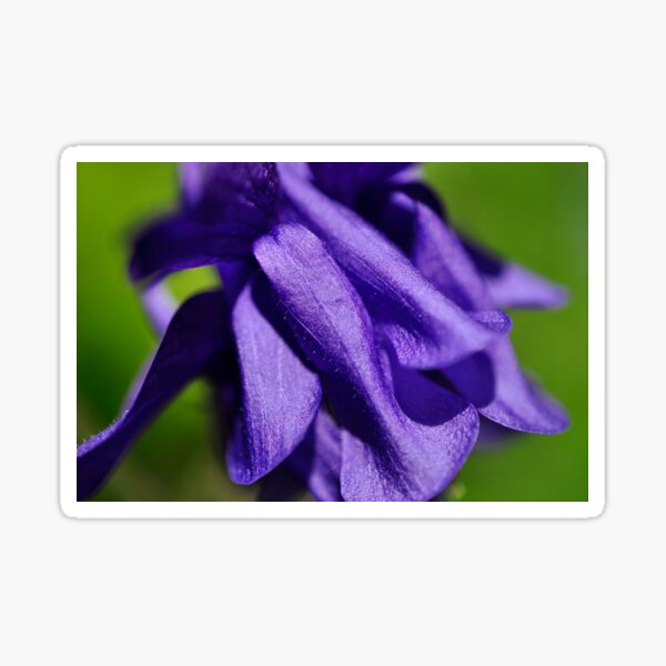 Velvet Robes in Royal Purple - Botanical Photography - Original Abstract Fine Art Sticker