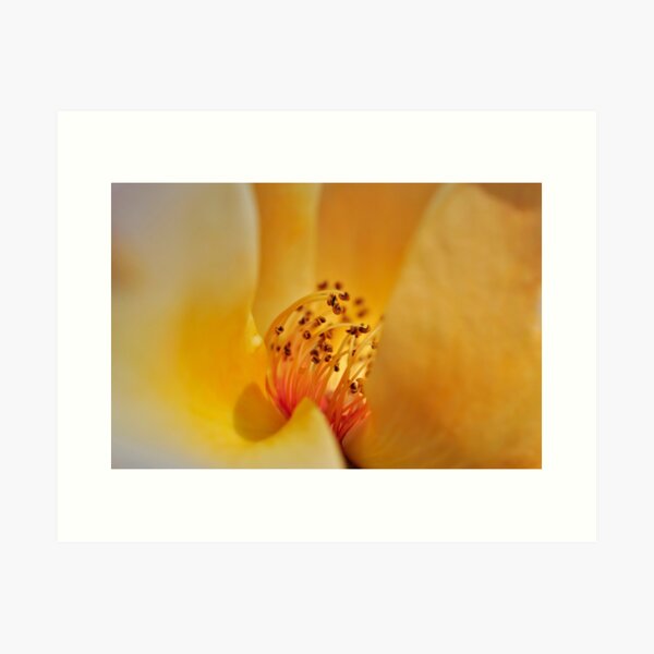 Canyon Mirage in Sherbet Yellow and Orange - Botanical Photography - Original Abstract Fine Art Art Print
