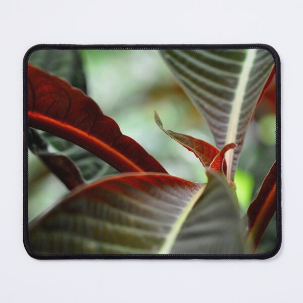 Item preview, Four Corners in Bright Red and Forest Green - Botanical Photography - Original Abstract Fine Art designed and sold by SageFolio.