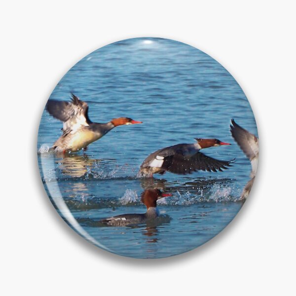Item preview, Red-breasted Mergansers Beginning To Fly designed and sold by BackyardBirder.