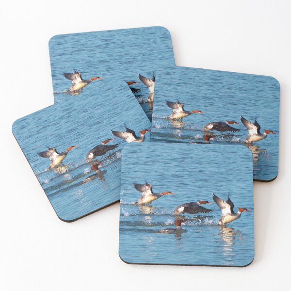 Item preview, Red-breasted Mergansers Beginning To Fly designed and sold by BackyardBirder.