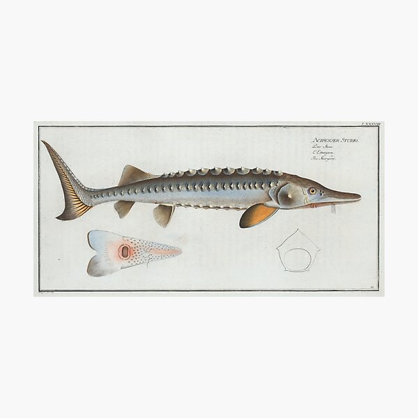 Vintage Illustration of a Sturgeon (1785) Photographic Print