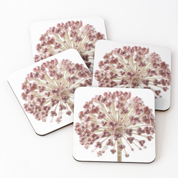 Artikelvorschau, Allium karataviense AGM Kara Tau Knoblauch Samen Köpfe entworfen und verkauft von Chris Burrows.