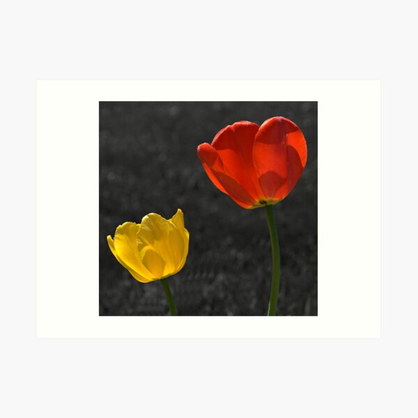 Yellow and Red Tulips Art Print