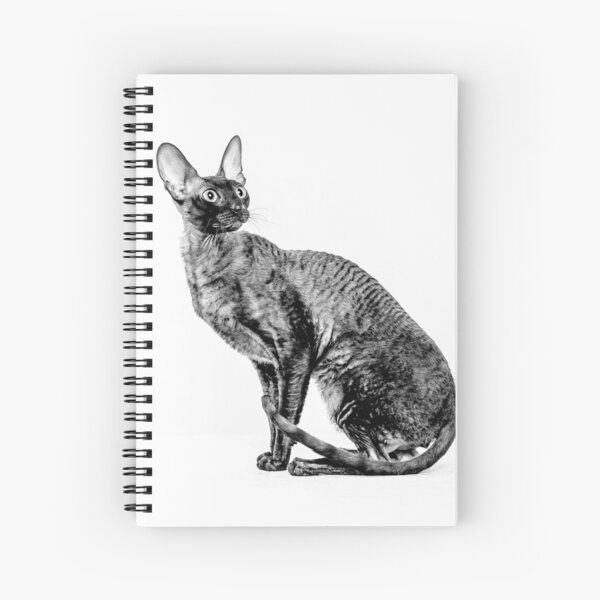 Item preview, Male Cornish Rex I designed and sold by HiddenRockRanch.