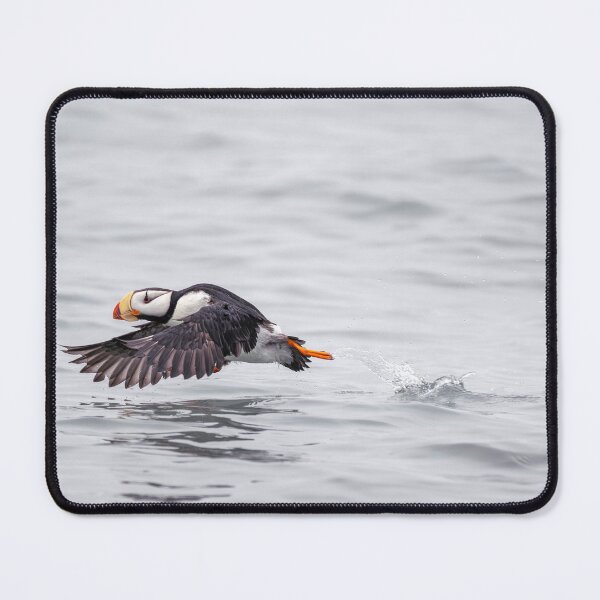 Item preview, Horned Puffin Takes Off For Flight Alaska designed and sold by PhotoArt by Joan Carroll.
